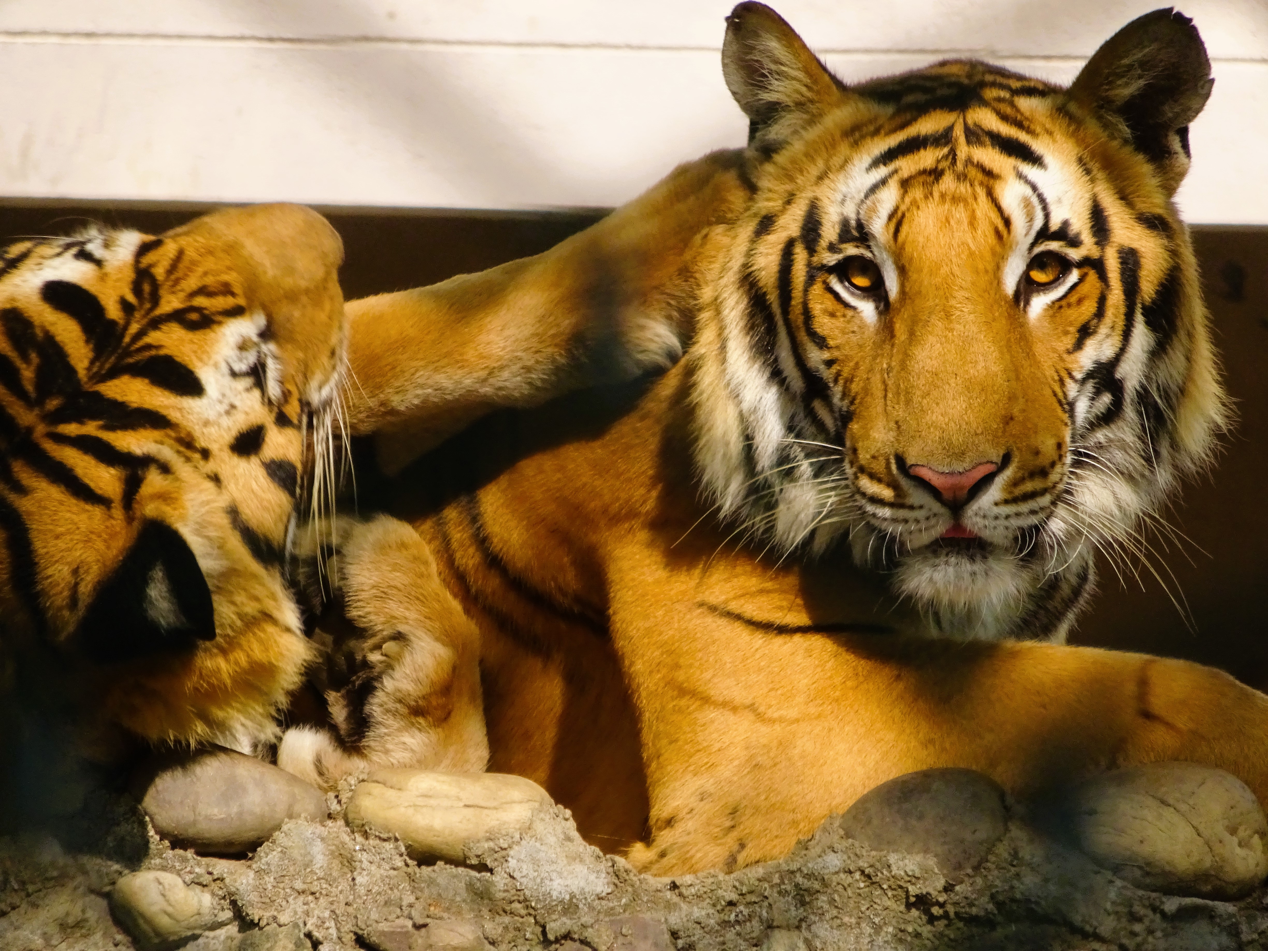 Lucknow Zoo: A Magnificent Wildlife