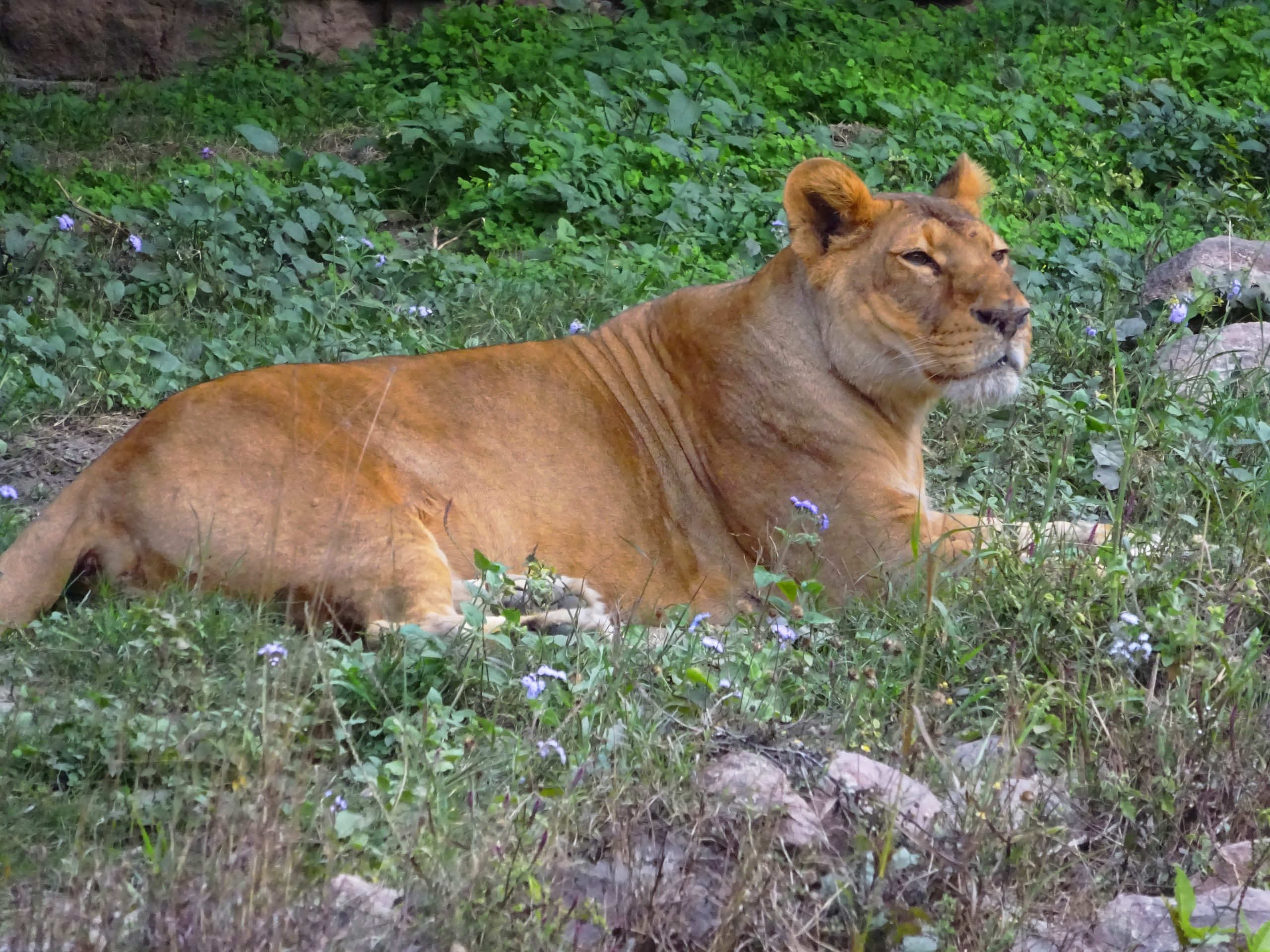 The Lives of Big Cats: Nature’s Apex Predators and Conservation Efforts