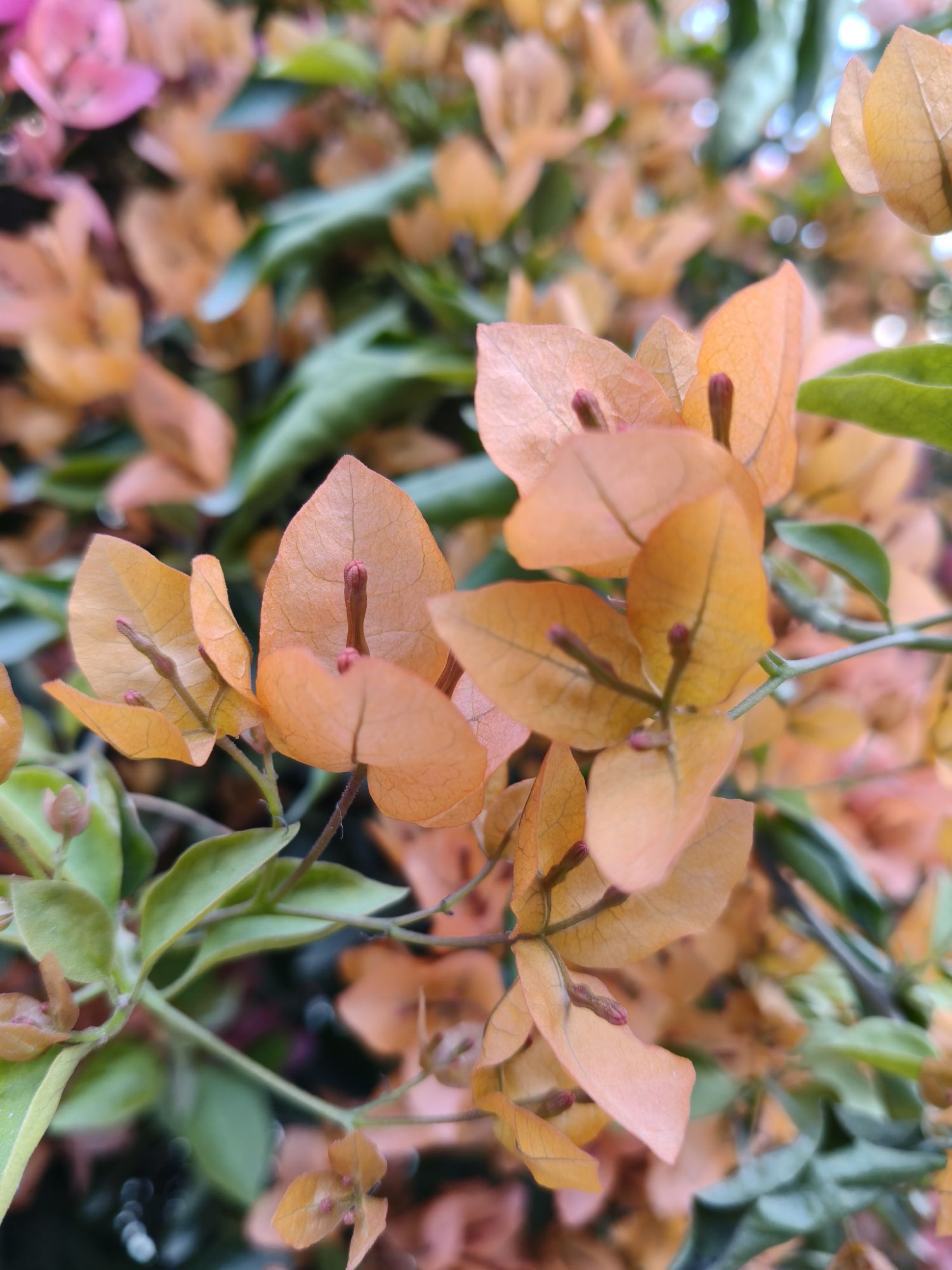 Bougainvillea blooming in Lucknow